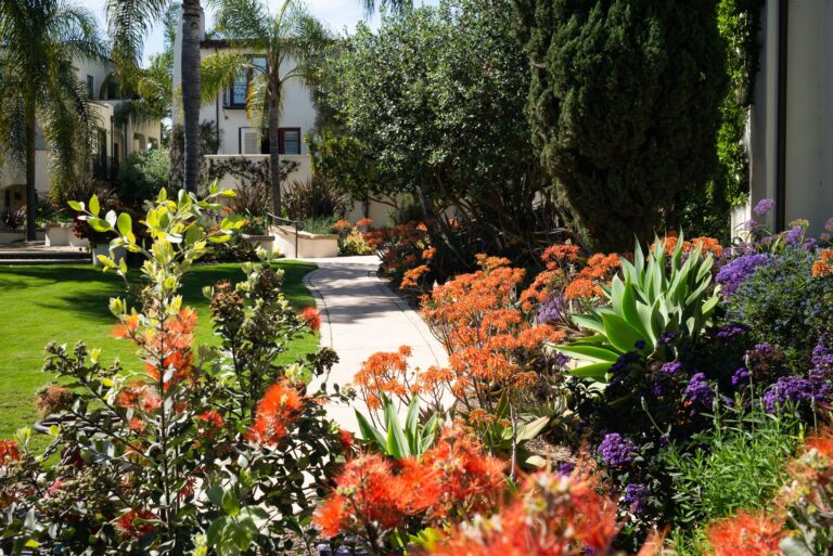 Drought-Tolerant Landscaping Ideas You’ll Want in Katy, Texas